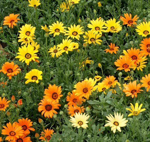 African Daisy Mix Wildflower Seeds Osteospermum  Easy to Grow