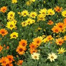 African Daisy Mix Wildflower Seeds Osteospermum  Easy to Grow