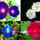 Day & Night Blooming Morning Glory Seed Mix Rare With Moonflower Vine  Easy to Grow