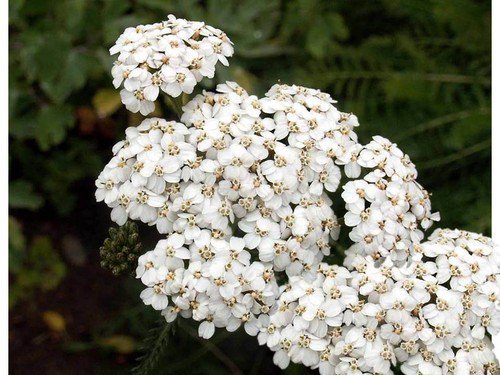White Yarrow Wildfower Seeds Achillea Millefolium  Easy to Grow