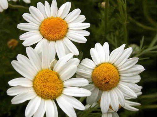 Dried Chamomile Flowers Herbal Easy to Grow
