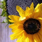 Black Oil Sunflower Seeds Helianthus Annuus  Easy to Grow