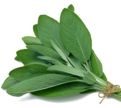 Heirloom Broadleaf Sage Seeds Salvia Officinalis  Easy to Grow