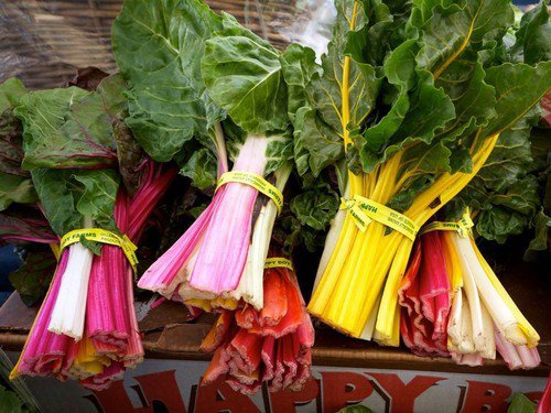 Chard Swiss Rainbow Heirloom Garden Seeds  Easy to Grow