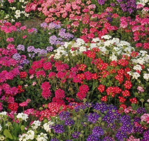Verbena Ideal Florist Wildflower Mix Seeds Verbena Hybrida  Easy to Grow