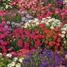 Verbena Ideal Florist Wildflower Mix Seeds Verbena Hybrida  Easy to Grow