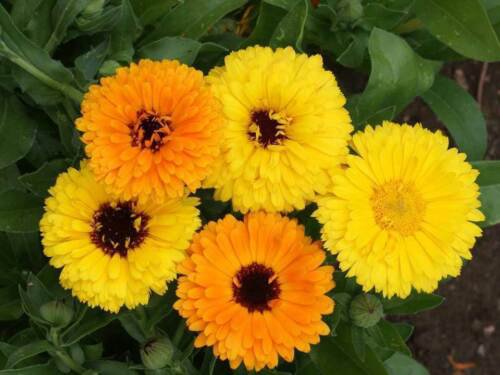 Fiesta Gitana Calendula Seeds Calendula Officinalis  Easy to Grow