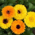Fiesta Gitana Calendula Seeds Calendula Officinalis  Easy to Grow