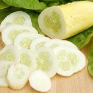 Cucumber White Wonder Heirloom Seeds  Easy to Grow