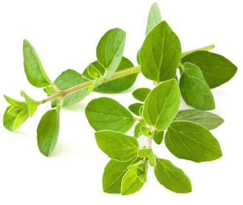 Oregano Common Seeds Microgreens Or Garden Bin Easy to Grow