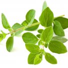 Oregano Common Seeds Microgreens Or Garden Bin Easy to Grow