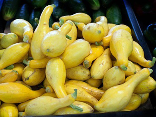 Crookneck Yellow Summer Squash Heirloom Vegetable Seeds  Easy to Grow