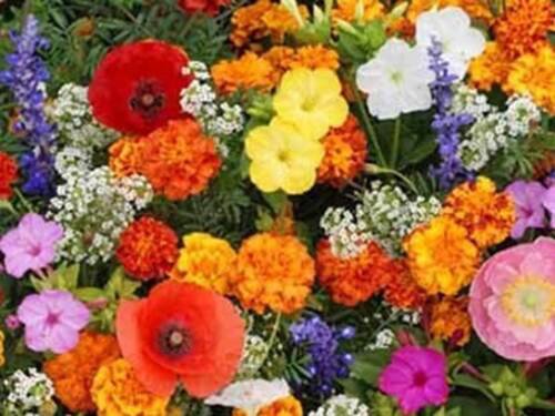 Deer Resistant Wildflower Mix Seeds Perennials And Annuals  Easy to Grow