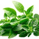 Heirloom Spicy Globe Basil Seeds Ocimum Basilicum  Easy to Grow