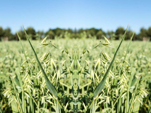 Oat Seeds Avena Sativa Grass Plot Fodder Turf Easy to Grow