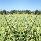Oat Seeds Avena Sativa Grass Plot Fodder Turf Easy to Grow