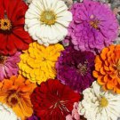 Giant Zinnia Mix Flower Seeds Zinnia Elegans  Easy to Grow