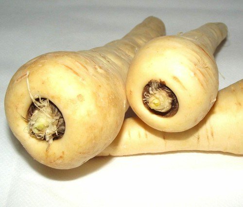 Parsnip Harris Model Seeds Binc Easy to Grow