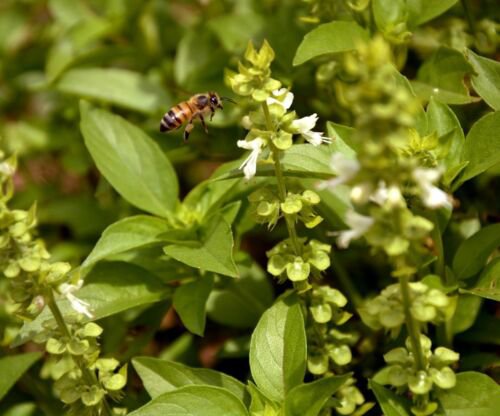 Lime Basil Heirloom Herb Seeds Ocimum X Africanum  Easy to Grow