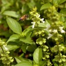 Lime Basil Heirloom Herb Seeds Ocimum X Africanum  Easy to Grow