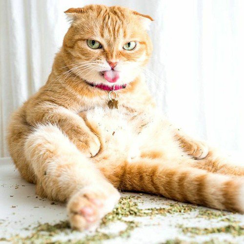 Catnip Herb Seeds Catmint Cat Nip Nepeta Cataria  Easy to Grow