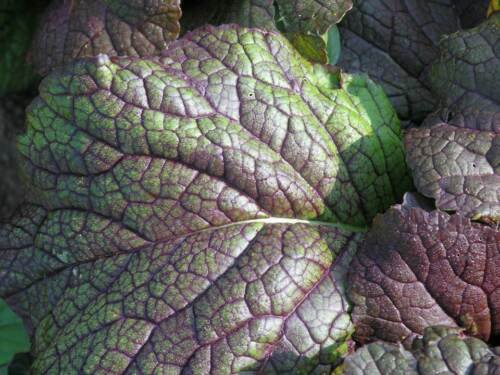 Heirloom Mustard Red Giant Garden Seeds  Easy to Grow