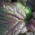 Heirloom Mustard Red Giant Garden Seeds  Easy to Grow