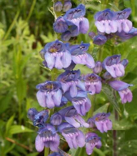 Rocky Mountain Penstemon Wildflower Seeds Penstemon Strictus  Easy to Grow