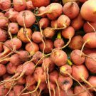 Detroit Golden Beet Seeds  Easy to Grow