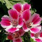 Godetia Farewell To Spring Mix Clarkia Amoena  Easy to Grow
