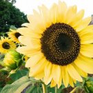 50 Lemon Queen Sunflower Seeds Organic Easy to Grow