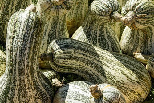10 Green Striped Cushaw Squash Seeds Organic Easy to Grow