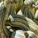 10 Green Striped Cushaw Squash Seeds Organic Easy to Grow