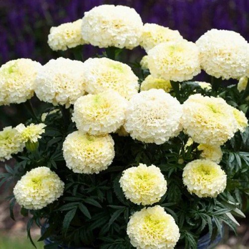 50 Dwarf White Gold Marigold Flower Seeds Organic Easy to Grow