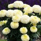50 Dwarf White Gold Marigold Flower Seeds Organic Easy to Grow