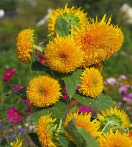 50 Sungold Dwarf Teddy Bear Sunflower Seeds Organic Easy to Grow