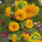 50 Sungold Dwarf Teddy Bear Sunflower Seeds Organic Easy to Grow