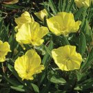 200 Evening Primrose Dwarf Perennial Seeds Organic Easy to Grow