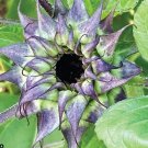 15 Sunfill Purple Sunflower Seeds Organic Easy to Grow