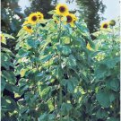 20 American Giant Sunflower Seeds Organic Easy to Grow