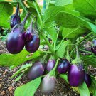 40 Patio Baby Eggplant Seeds Organic Easy to Grow
