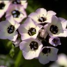 1000 Bird'S Eyes Seeds Organic Easy to Grow