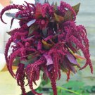 100 Hopi Red Dye Amaranthus Seeds Organic Easy to Grow