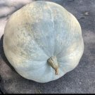 10 Blue Seafoam Giant Pumpkin Seeds Organic Easy to Grow