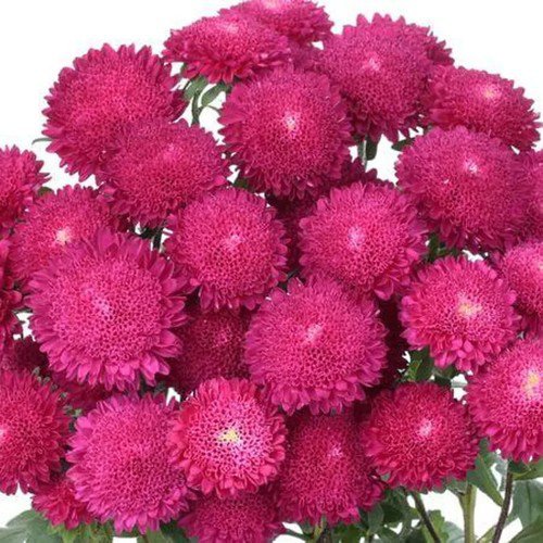 Bonita Rose Aster Seeds Easy to Grow
