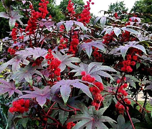 25 Red Impala Wonder Tree Seeds Organic Easy to Grow