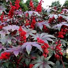 25 Red Impala Wonder Tree Seeds Organic Easy to Grow