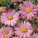 50 Robinson'S Rose Pyrethrum Perennial Organic Easy to Grow