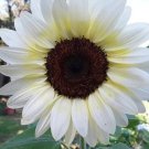 20 White Nite Sunflower Seeds Organic Easy to Grow