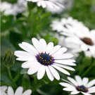 30 White Cape Daisy Seeds Organic Easy to Grow